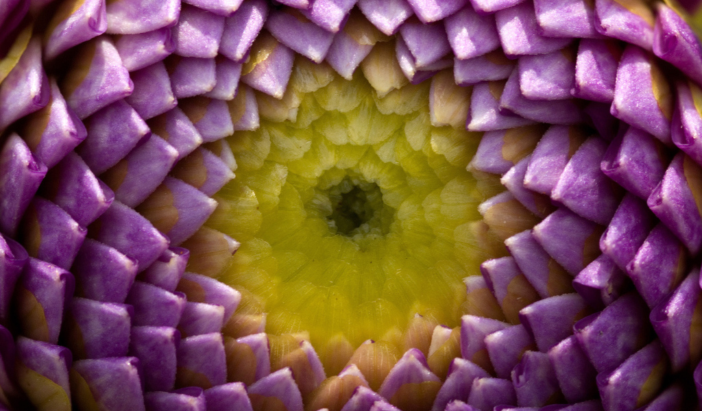 Цветок георгины