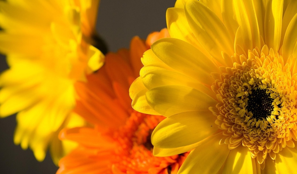 Цветок Гербера желтая