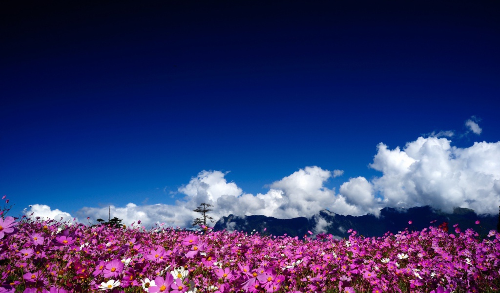 Цветочная поляна