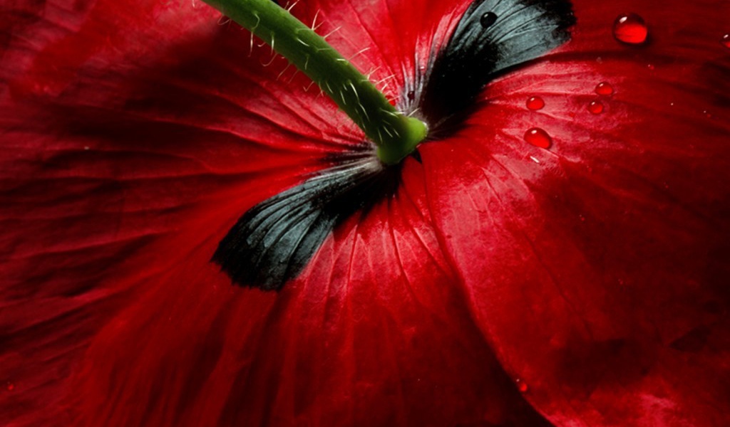 Цветок вид сзади