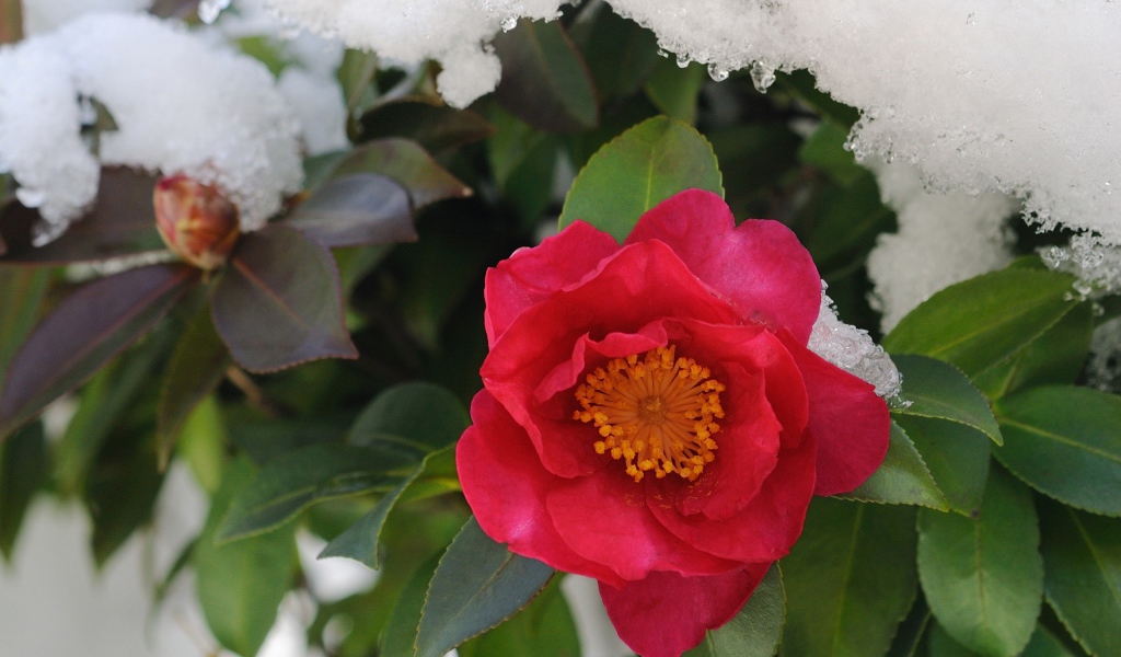 Цветы в снегу