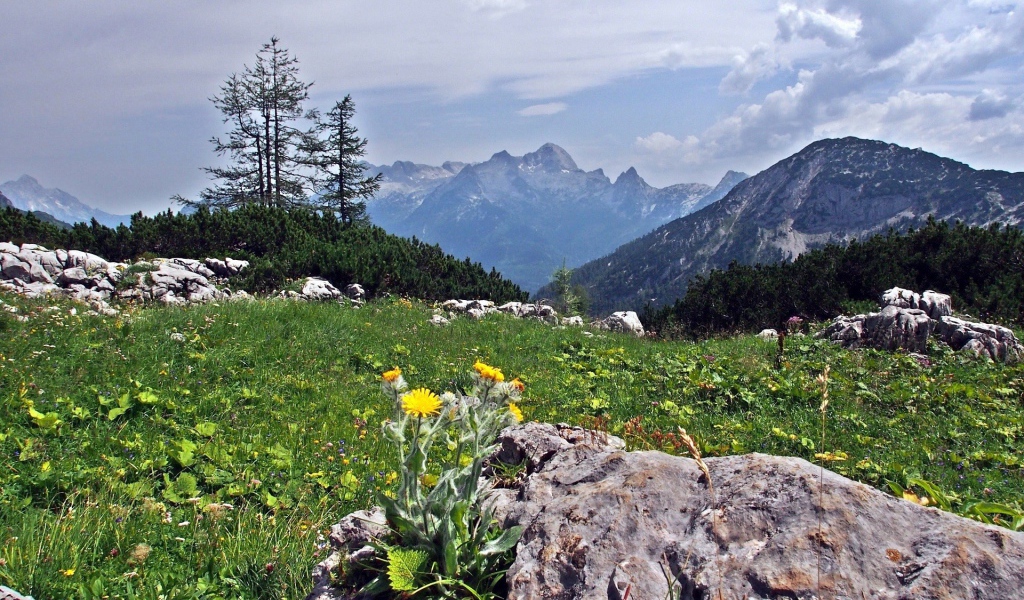 Цветы на камнях