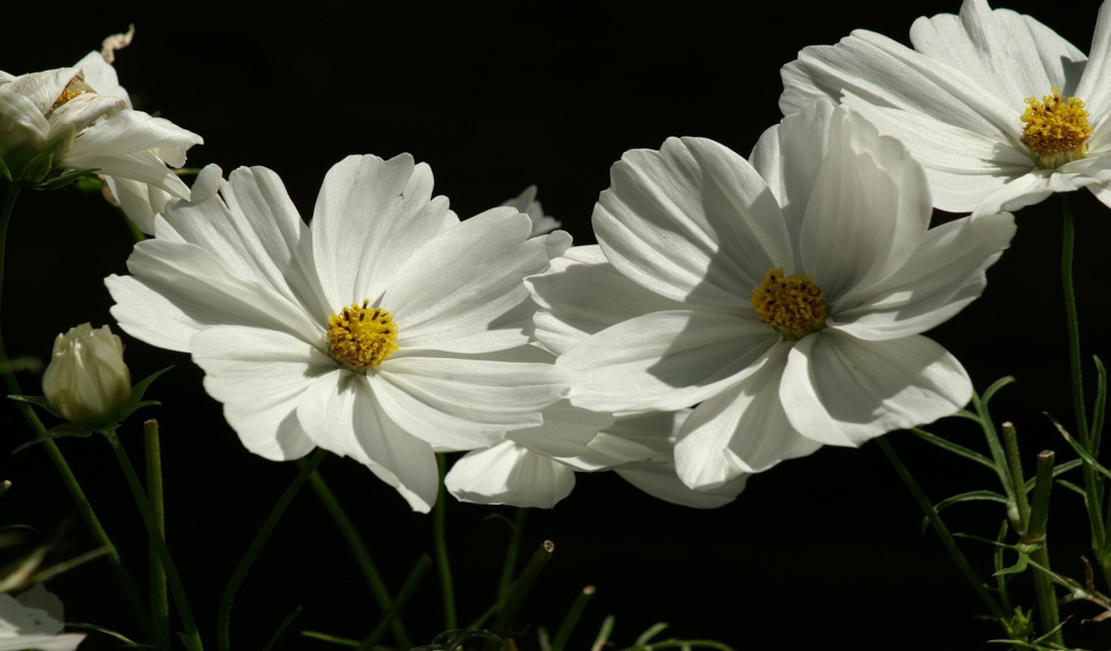 Цветы растения белые