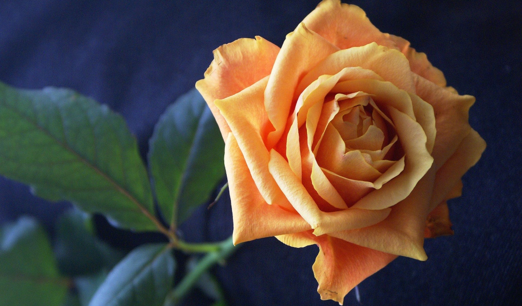 Нежная оранжевая роза