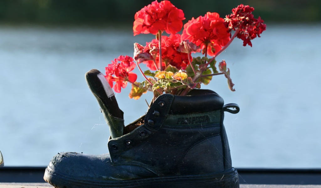 Герань в старом сапоге