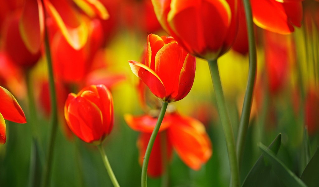 Поляна тюльпанов