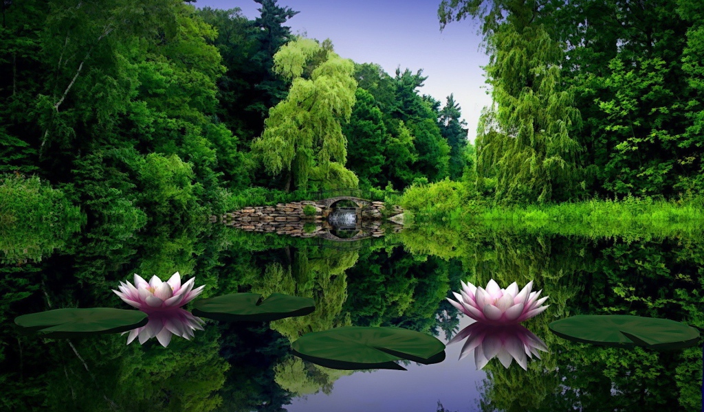 Большие лилии на пруду