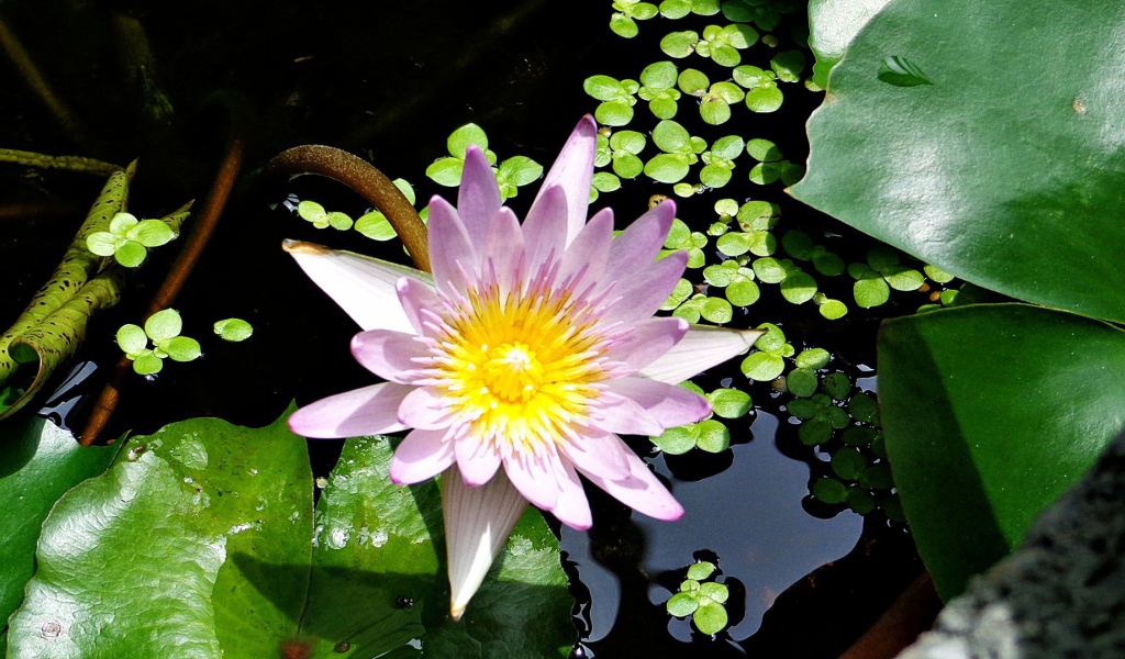  Сиреневая Лилия в воде