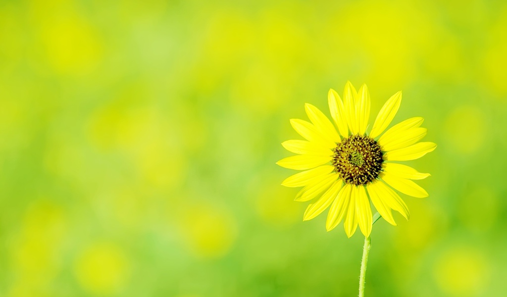 Одинокая ромашка