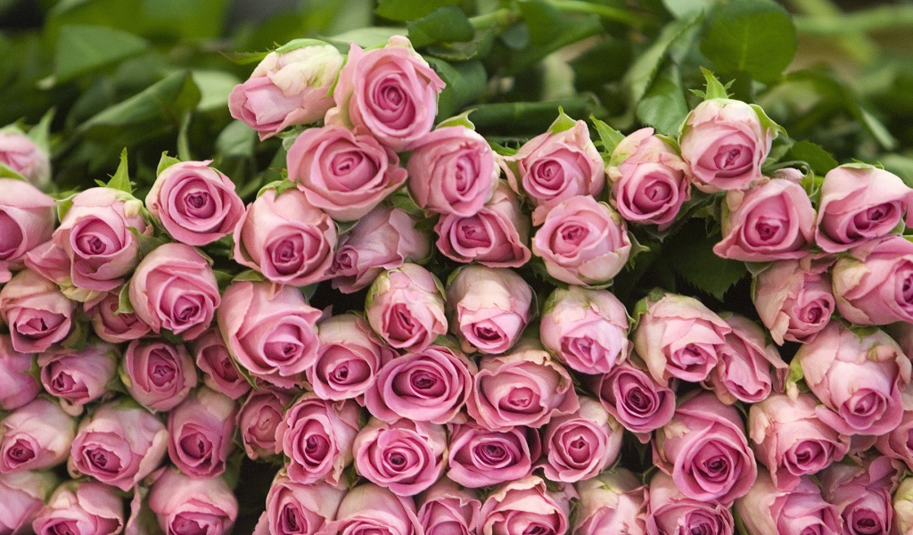 Гора розовых роз