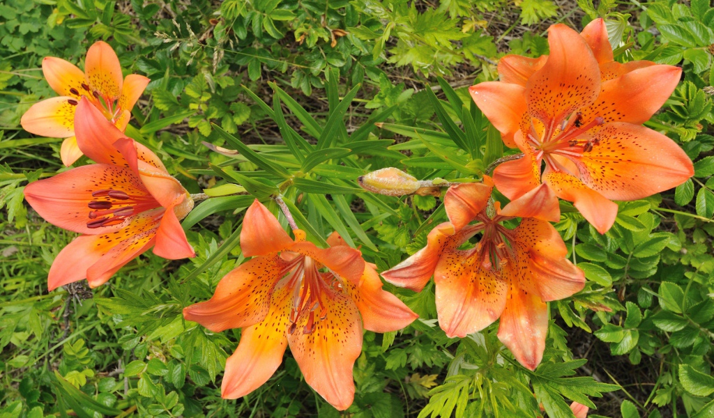 Оранжевые цветы и зелень