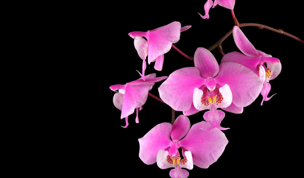 Орхидеи на черном фоне