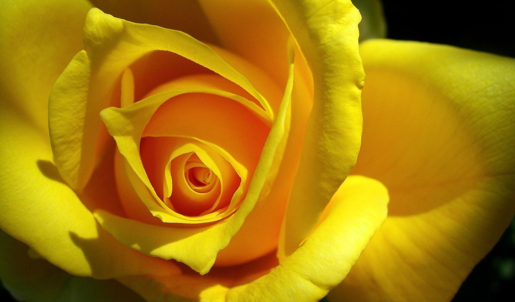 Оригинальная Желтая роза