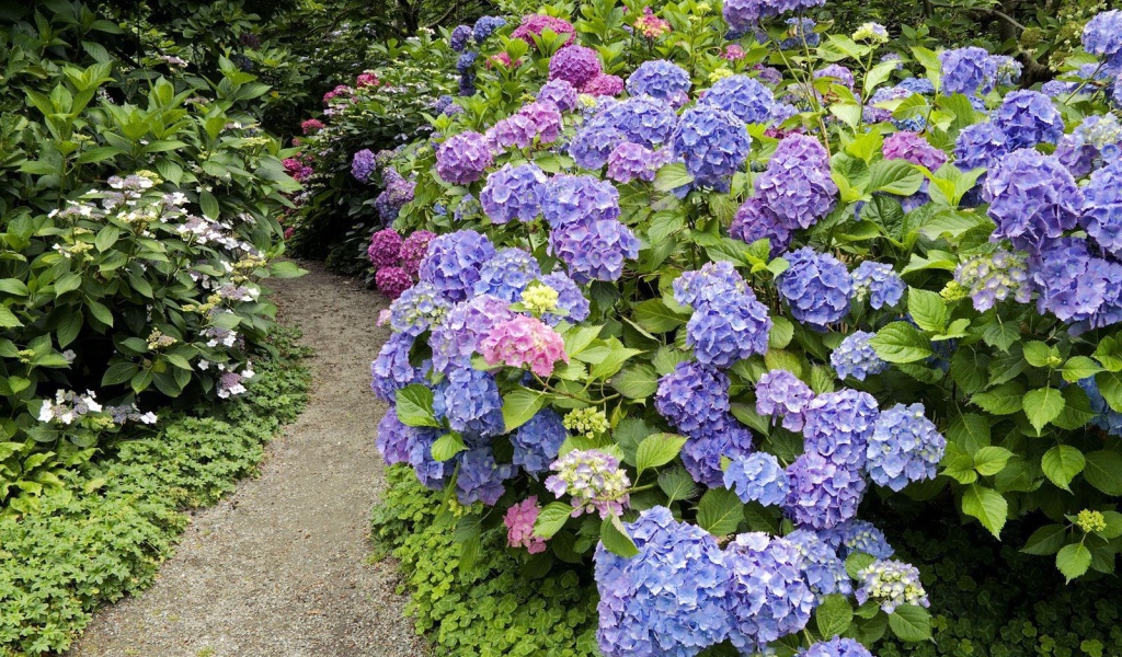 Тропинка среди цветов