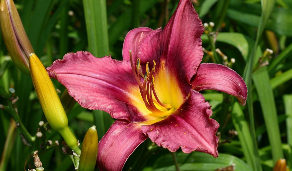 Розовая лилия