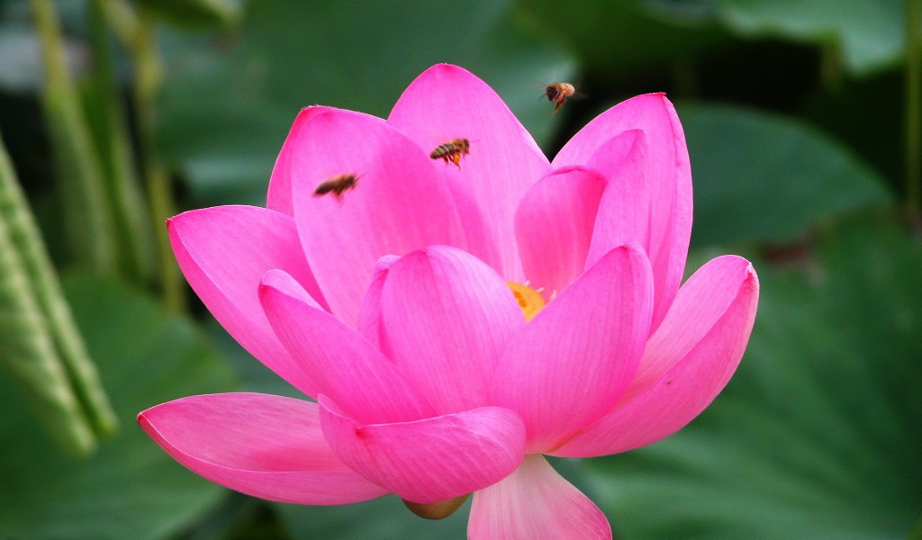 Розовая лилия и пчелы