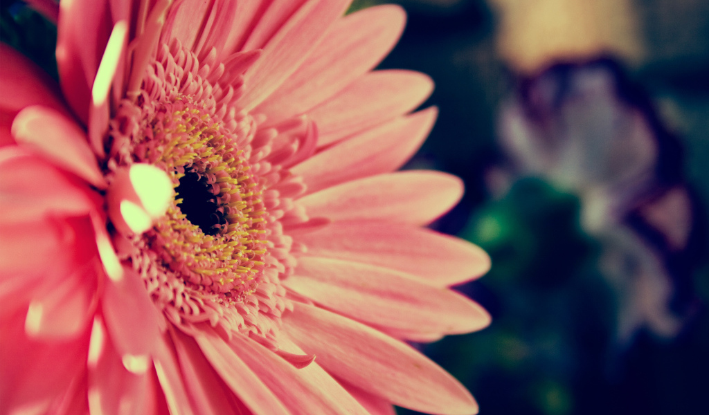 Розовая гербера