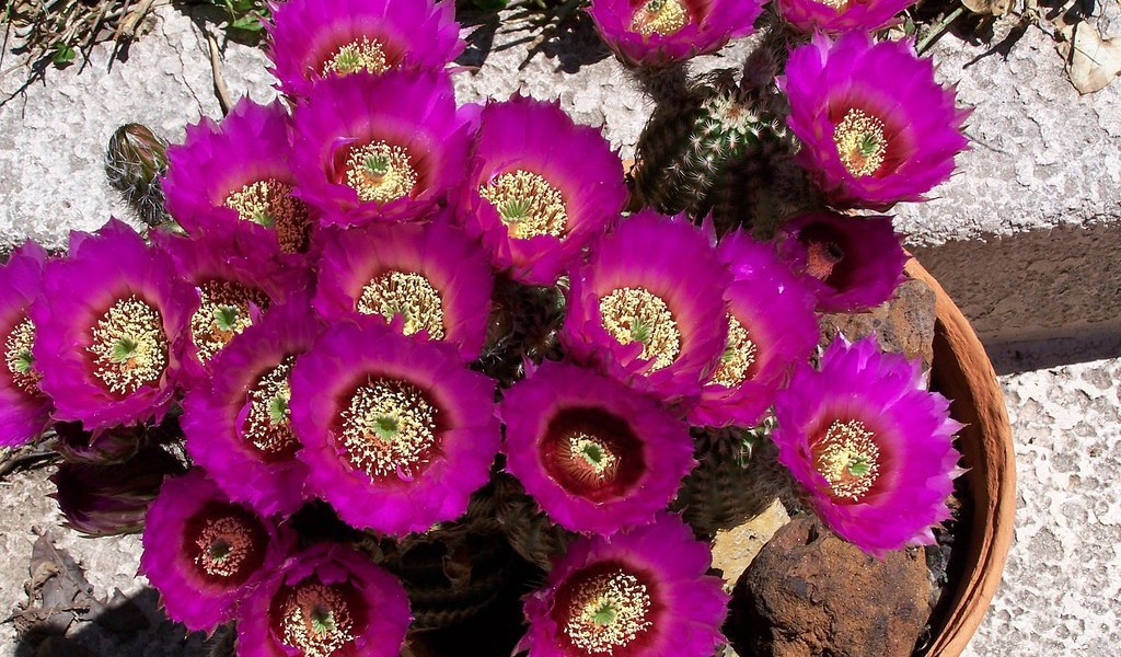 Pink flower of the cactus