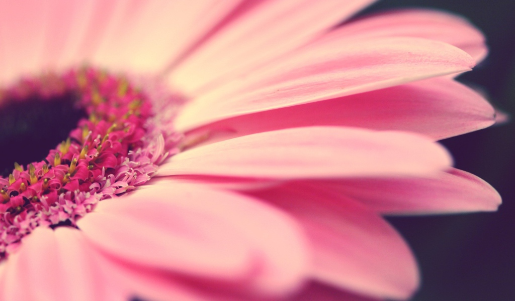 Лепестки розового цветка