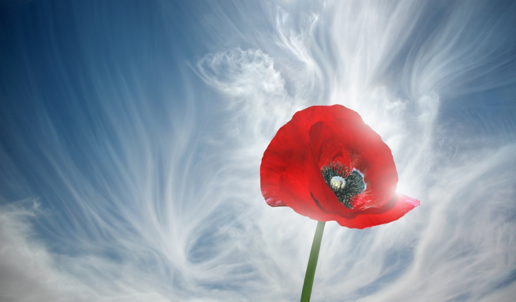 Мак и голубое небо