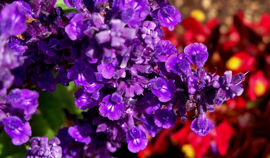 Фиолетовые цветы в саду