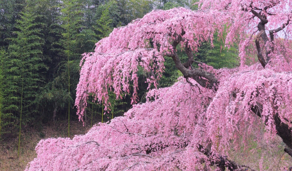 Бурное цветение весной