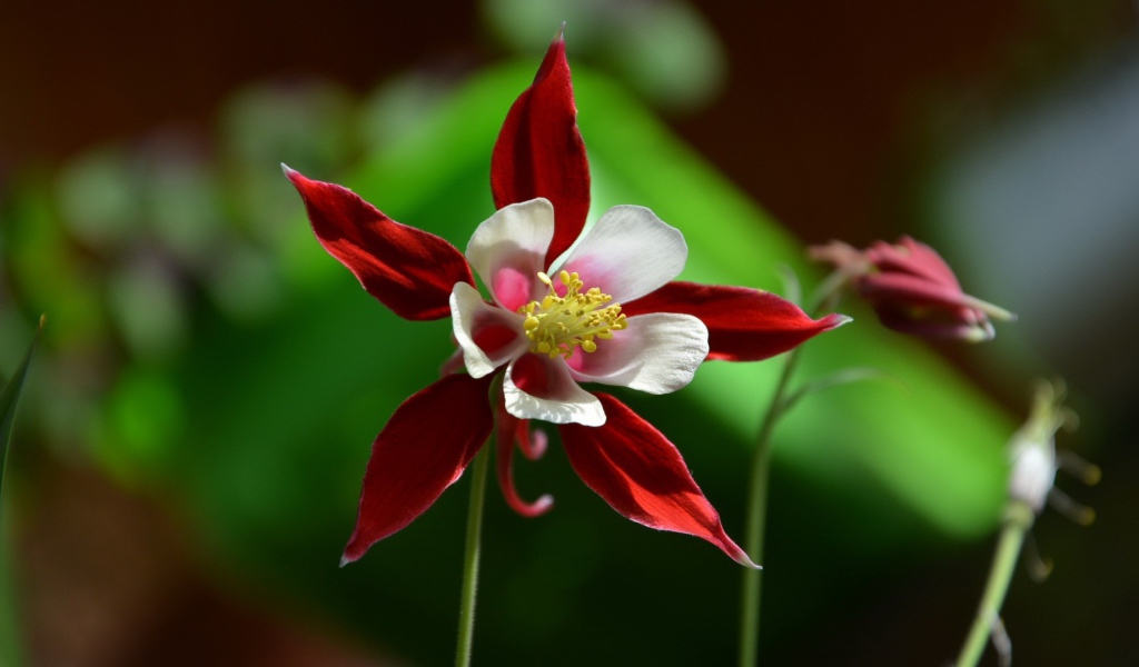 Красно белый цветок