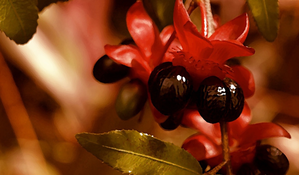 Красно черные цветы