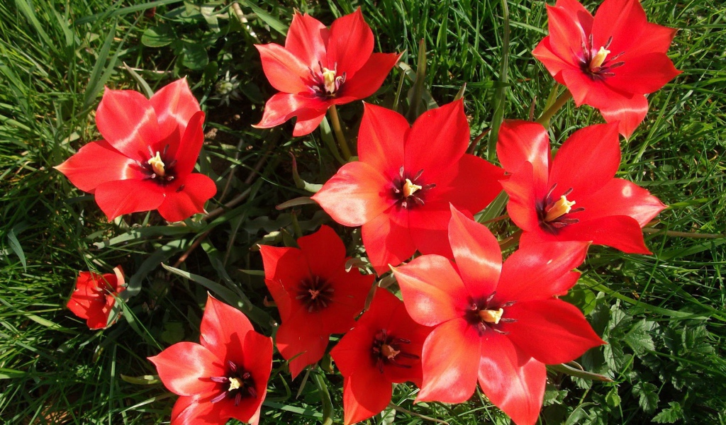 Красные блестящие цветы