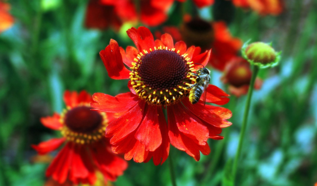 Красные цветы и пчела