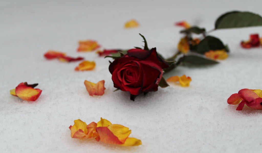 Red rose in the snow