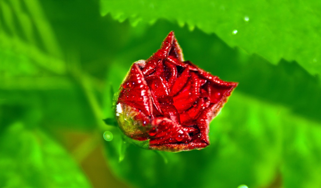 Бутон розы с капельками