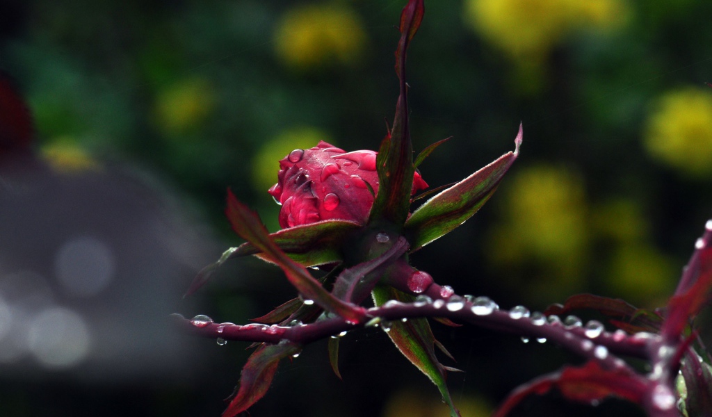 Роза в каплях росы