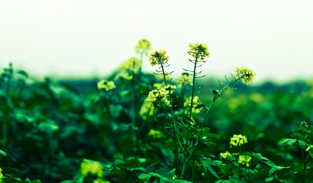 Маленькие желтые цветы