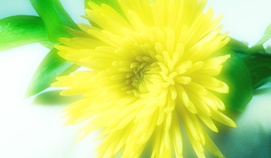 Солнечный цветок распустился