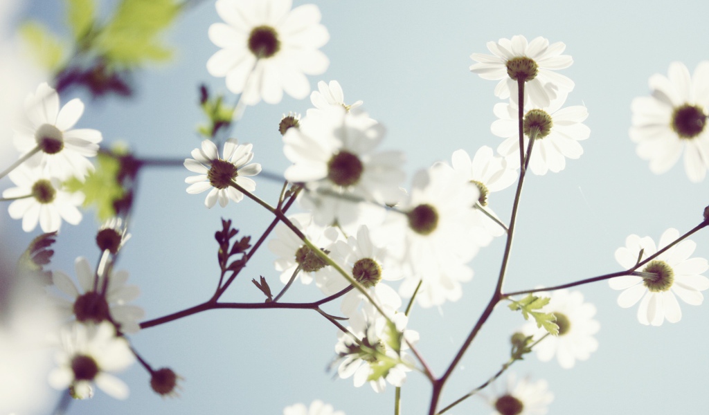 Весенние белые цветы