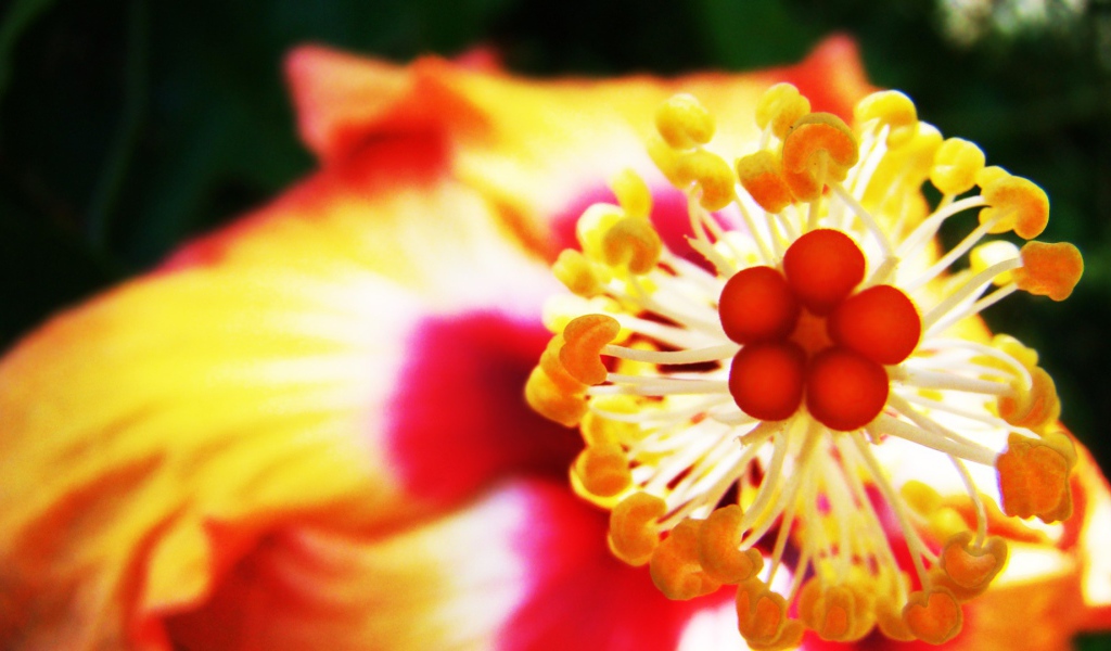 Пестик с тычинками