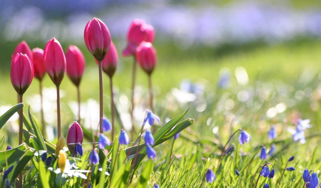 Бутоны тюльпанов