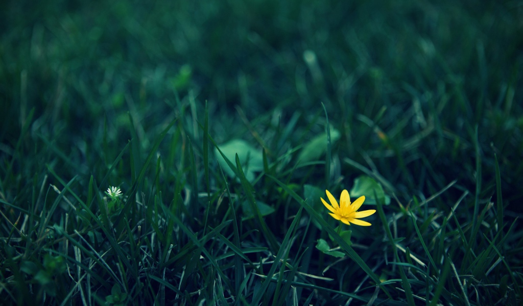 Одинокий желтый цветок