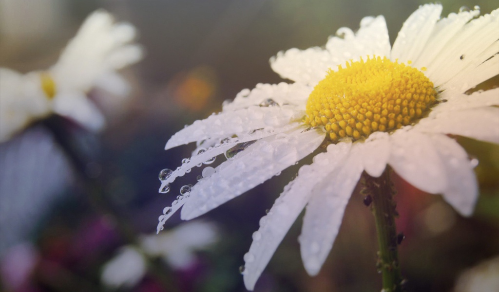 Утренняя роса на лепестках