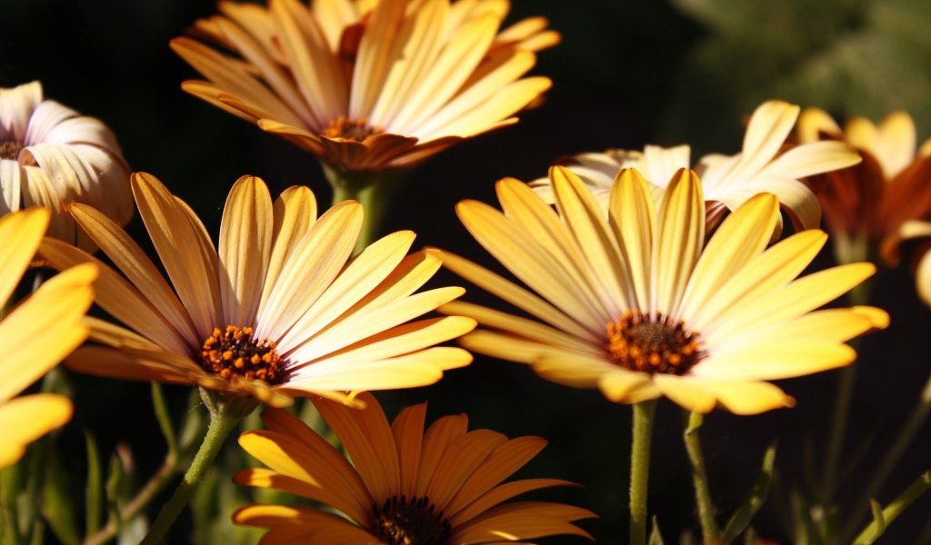 Три желтых цветка