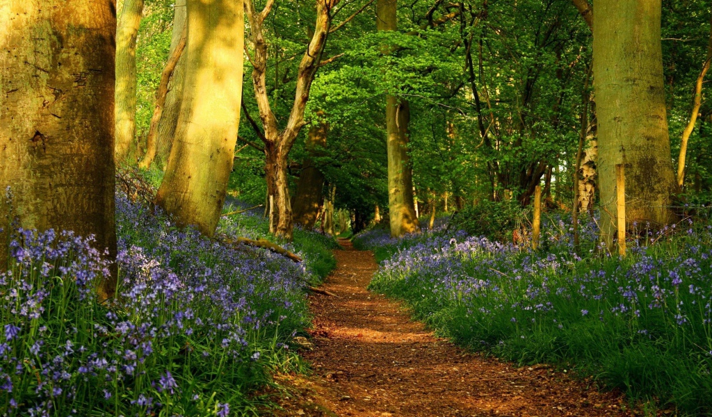 Дорожка среди цветов