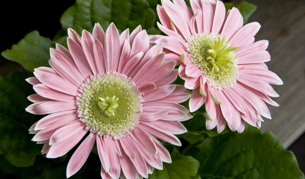 Два больших розовых цветка