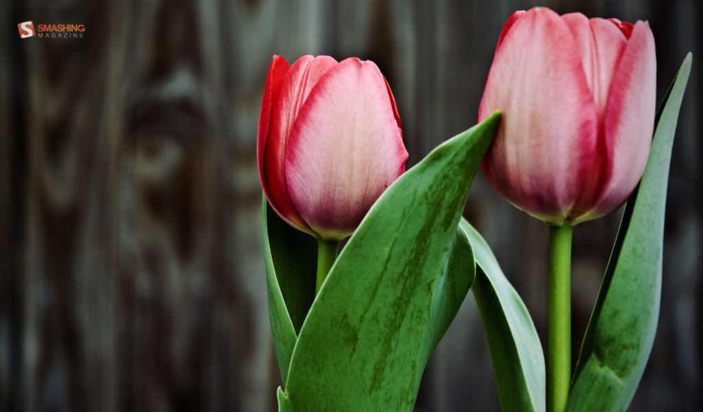 Два розовых тюльпана