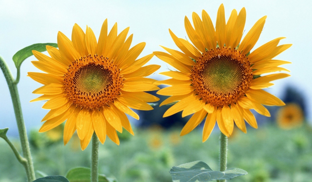 Два подсолнуха летним днем