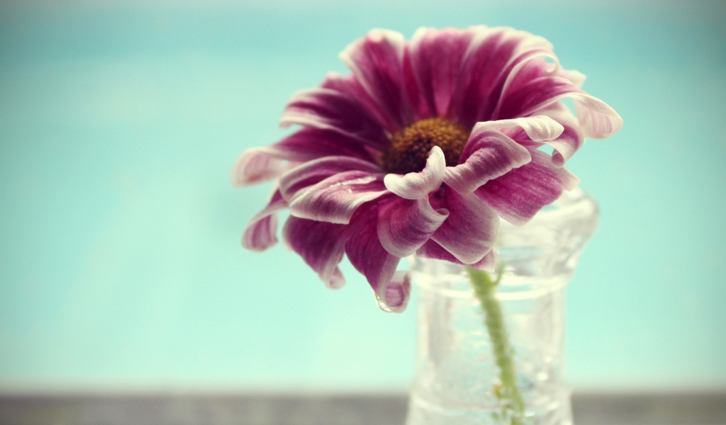 Фиолетово белый цветок в вазе