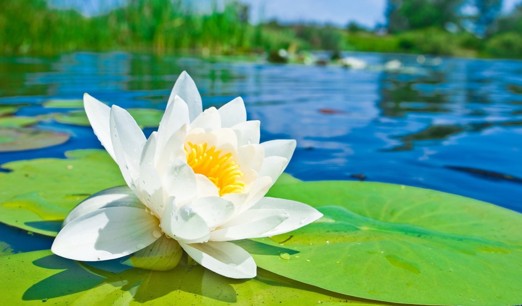 Белый лотос на озере