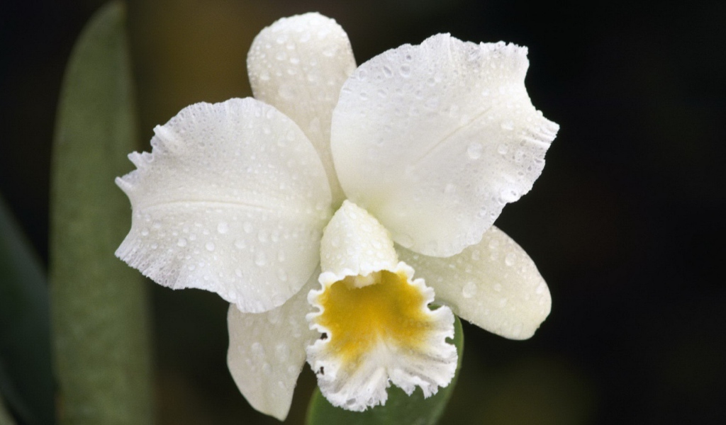 Белая орхидея с капельками воды