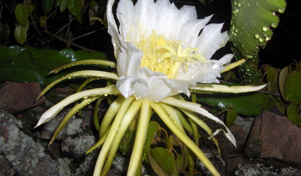 Белый цветок кактуса