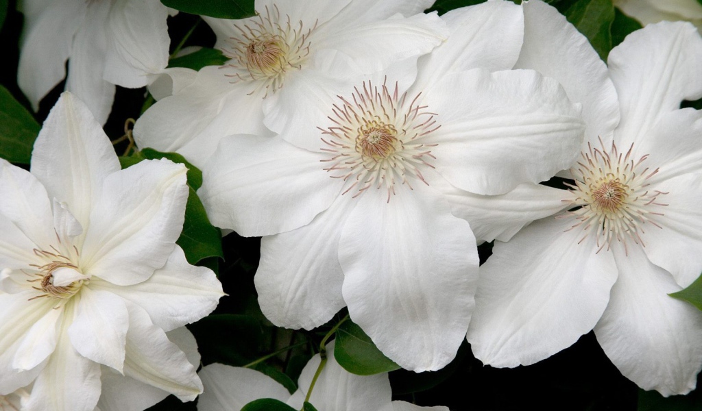 Белые цветы с нежными лепестками